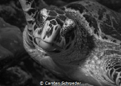 Nikon D200 With Nikkor 60mm First Time with an DSLR under... by Carsten Schroeder 